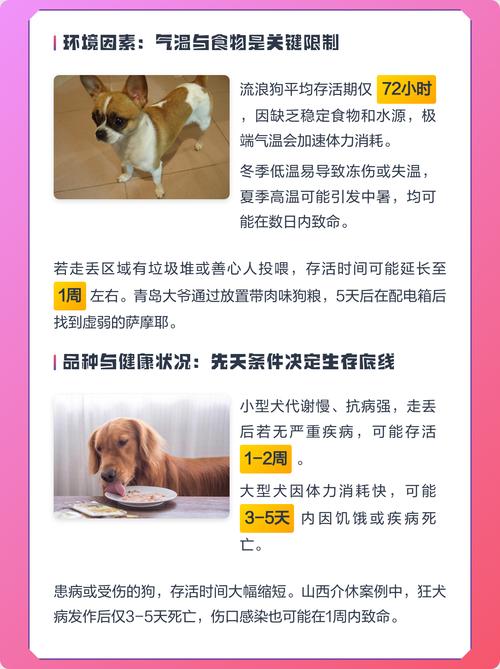 72小时寻狗关键期，主人速行动！（狗一般走丢几天就彻底丢了）