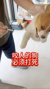 狗狗偶尔犯错，惩罚会忘，暴力伤心，温柔更亲（打狗狗会记恨主人吗）