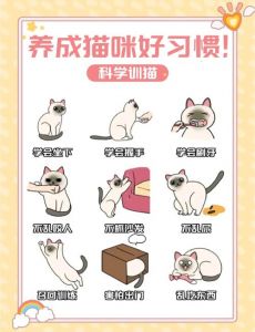 猫咪抓咬怎么办？看这里！（怎么训练猫咪不咬人不抓人）