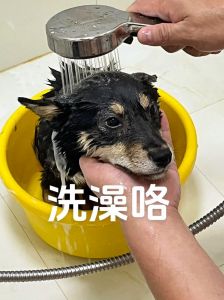 狗狗洗澡前必备工具及注意事项（给狗洗澡怎么洗干净）