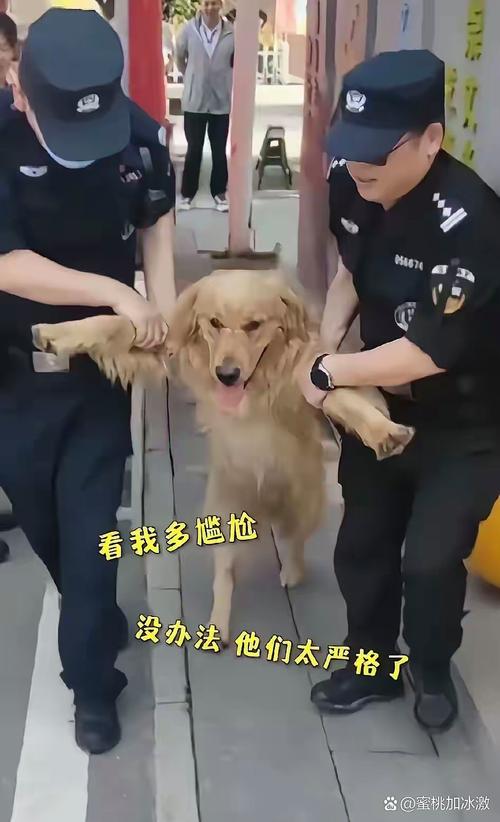 野狗般的黑暗执念，强硬手段破局（训反派就像驯狗）