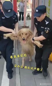 野狗般的黑暗执念，强硬手段破局（训反派就像驯狗）