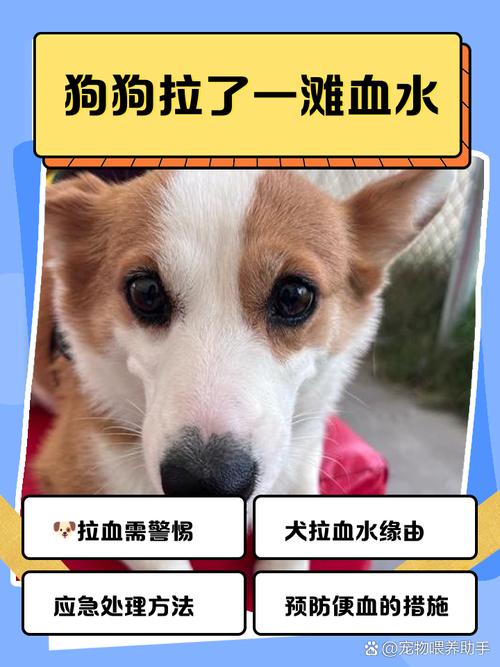 小狗内出血速送医，脾脏破裂致命快！（小狗内出血多长时间会死）