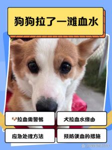 小狗内出血速送医，脾脏破裂致命快！（小狗内出血多长时间会死）