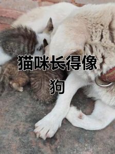 猫难被训练像狗，个体差异大，需耐心（猫能像狗一样训练吗）