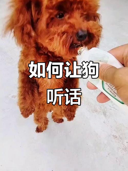 别打骂小狗，科学训练更有效（小狗不听话要不要打）