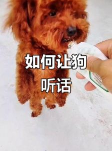别打骂小狗，科学训练更有效（小狗不听话要不要打）