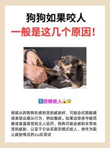 狗狗咬人怎么办？（狗狗咬人的解决方法）