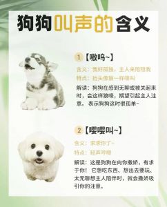 狗听到惨叫会紧张，警惕同伴危险（给狗狗听狗狗惨叫声音）