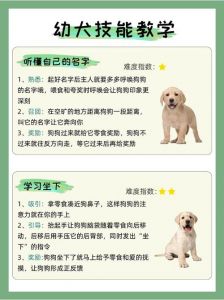 狗狗训练靠奖励，建立信任最重要（狗狗非要训练学技能吗）