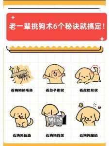 狗狗毛色耳朵尾巴眼神性格（挑狗怎么挑出最好的那一只）