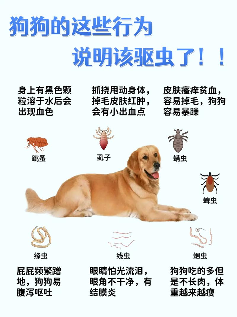 狗狗多久驱虫？户外常接触更频繁（狗狗三个月驱一次虫可以吗）