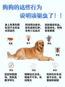 狗狗多久驱虫？户外常接触更频繁（狗狗三个月驱一次虫可以吗）