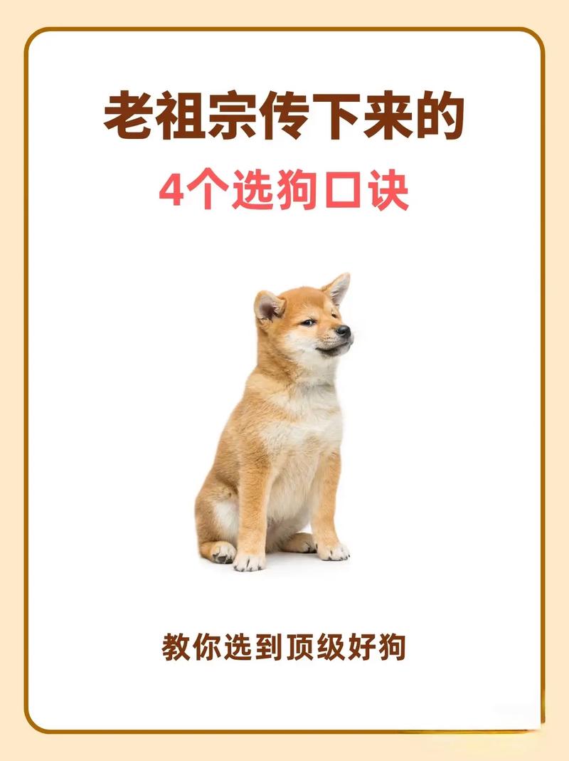 性格健康环境都要合，养狗是长久承诺（选狗怎么选）
