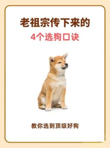 看舌头鼻子胸尾，选健康活泼好宝贝！（挑选好狗最简单的办法）