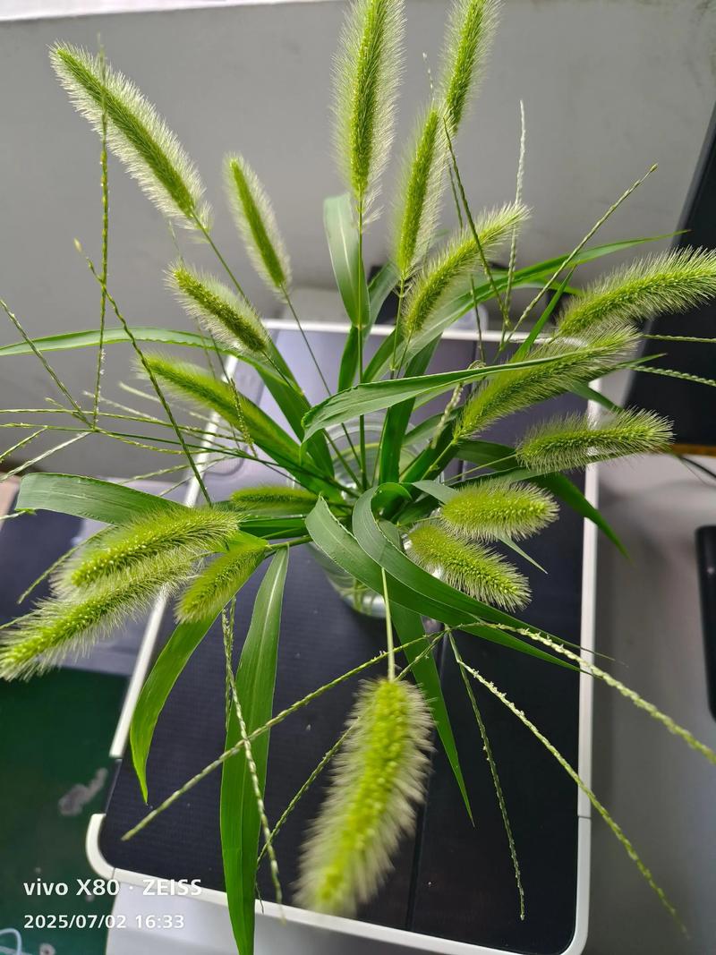 裴寒烟与田屿白，光鲜背后的秘密（财阀的玩具by狗尾巴草）