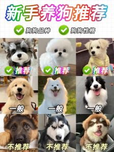 品种性格健康，匹配生活节奏（选狗怎么选好狗）