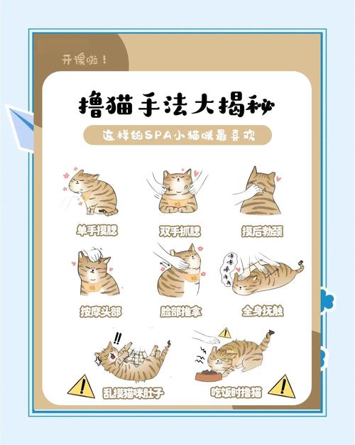 正向奖励+规律作息，建立信任合作（k8猫怎么训练才听话）