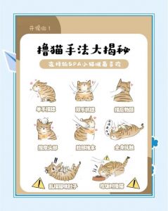 正向奖励+规律作息，建立信任合作（k8猫怎么训练才听话）