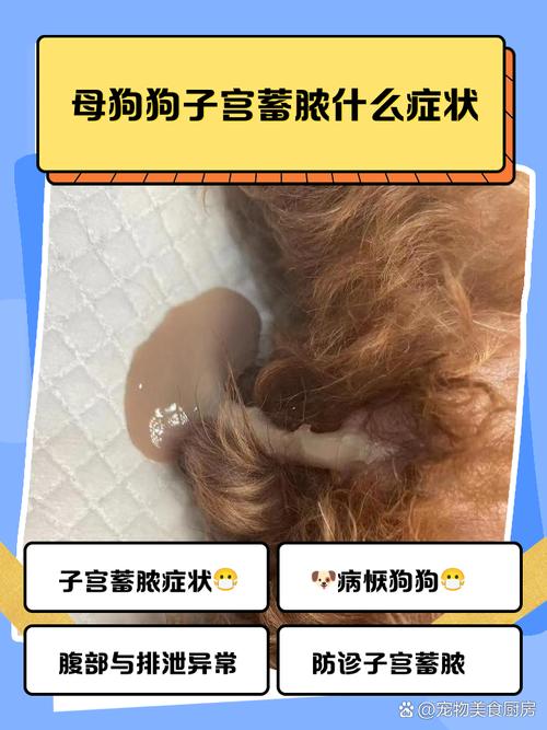 狗狗流产早期症状，警惕行为变化和外阴异常！（狗狗流产有什么征兆）