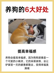 天价狼犬4125万，宠物变投资生意（有钱人养狗可以有多疯狂）