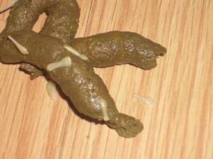 狗狗肚子有虫，精神食欲差？（狗肚子里有虫子的表现）