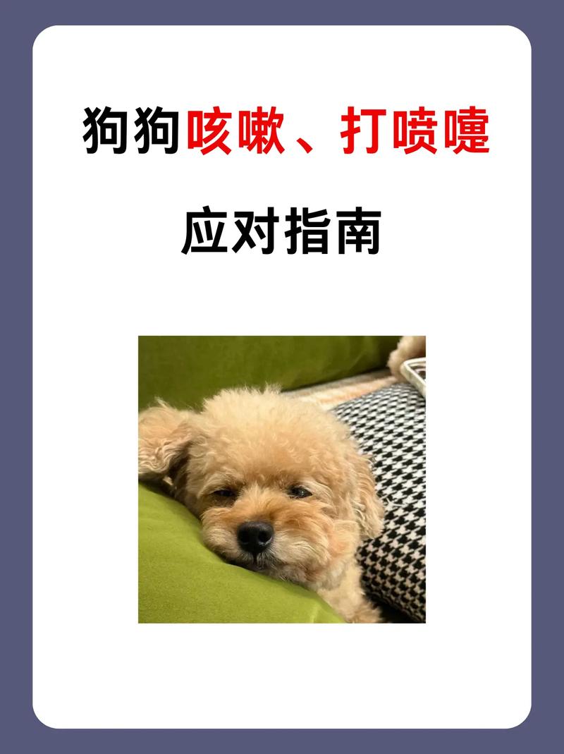 狗狗感冒怎么办?上呼吸道感染护理指南(小狗狗感冒了怎么办) 狗狗感冒怎么办?上呼吸道感染护理指南(小狗狗感冒了怎么办)