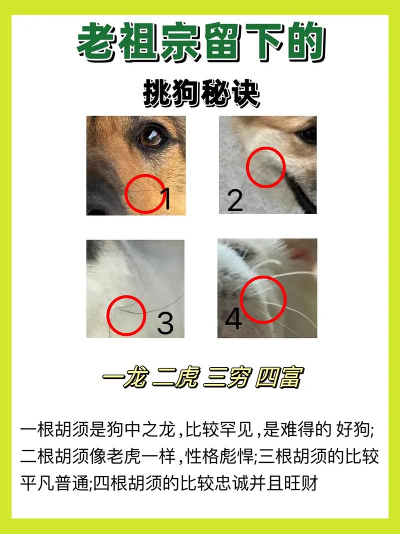 忠诚守护,体健美观(土猎狗挑选口诀带图) 忠诚守护,体健美观(土猎狗挑选口诀带图)