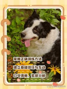 科学养狗，简单口令多奖励，全家一致耐心教（怎样才能把狗训的听话）