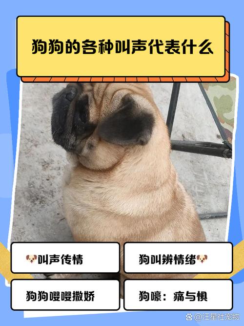 狗狗排便嚎叫怎么办？（让狗狗上厕所的狗叫声）