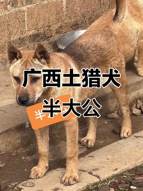 忠诚猎犬，守护家园，需加强保护（广西最好土猎狗图片）