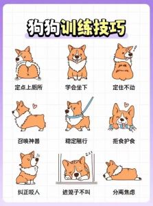 科学奖励法训练小狗，快速有效懂你！（训小狗要给哪种奖励）