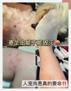 幼犬驱虫必做！预防寄生虫，健康成长（小狗多长时间可以驱虫）