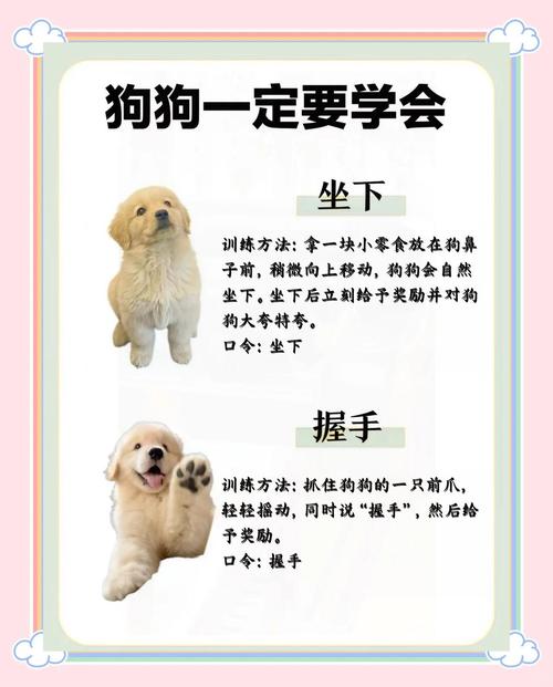 基础指令与正向激励（2个月小狗怎么训练）