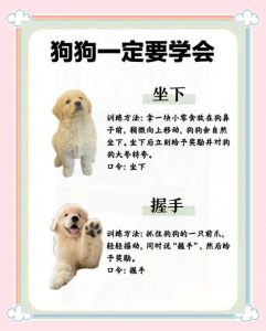 基础指令与正向激励（2个月小狗怎么训练）