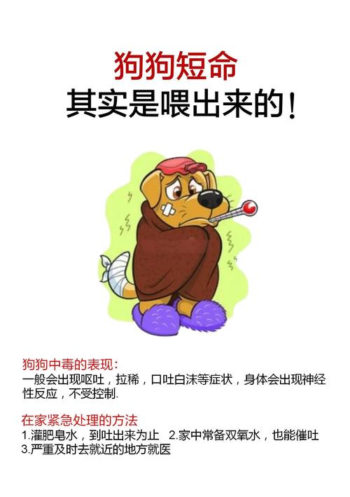 狗狗犯错别打骂，正向引导更有效（不乖的狗是该被惩罚的）