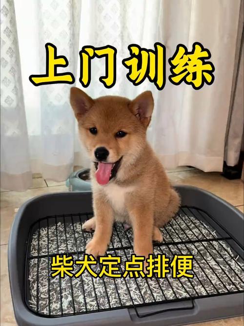 3-6个月幼犬如厕训练，选对时机很重要（怎么教小狗狗上厕所）