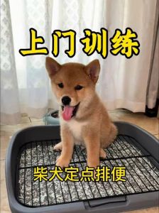 3-6个月幼犬如厕训练，选对时机很重要（怎么教小狗狗上厕所）