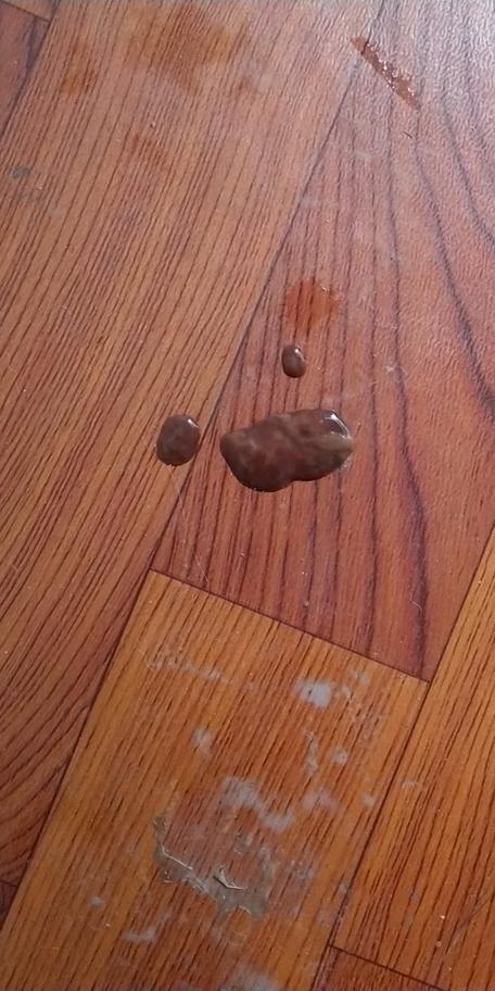 狗狗堕胎针几天见效？注意剂量和观察！（狗狗打了流产针多久有反应）