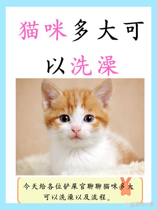 专用产品别太频繁水温适中（猫洗澡最忌三个东西）