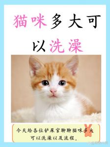 专用产品别太频繁水温适中（猫洗澡最忌三个东西）