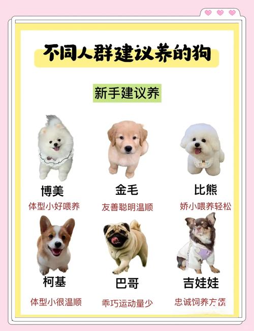 品种健康性格环境（怎样选择优秀的小狗）