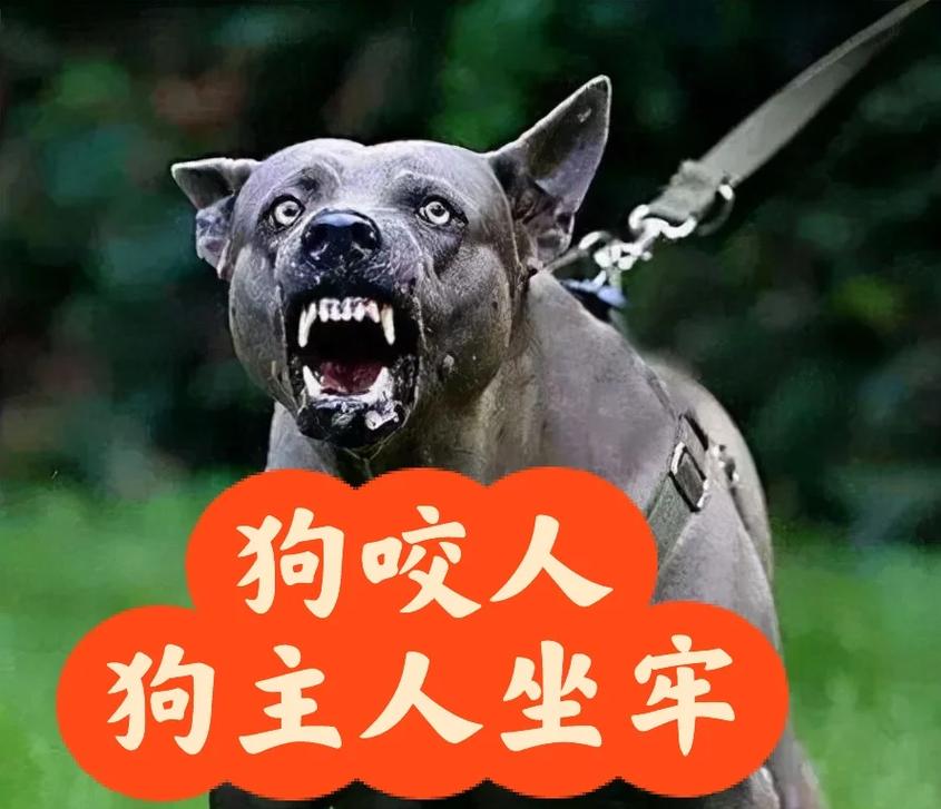 打狗伤人怎么办？保留证据协商或报警（狗被人打了怎么办）