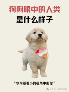 懂情绪知善恶，忠诚源于爱与信任（狗能看出善良的人）