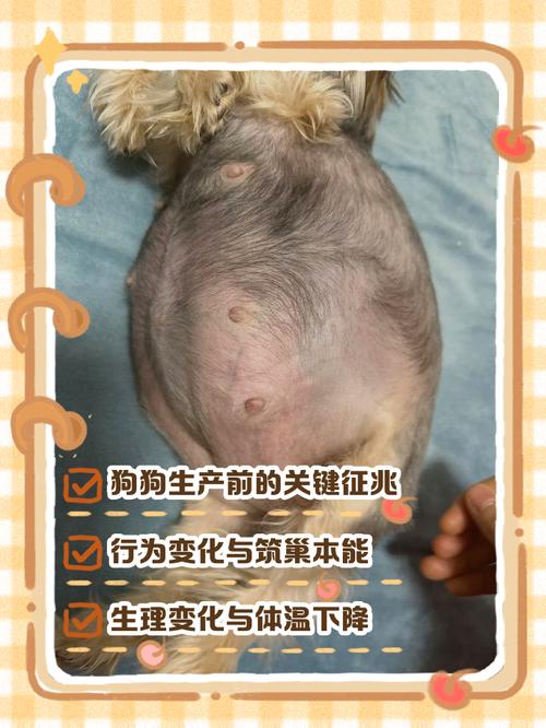 梦见狗生娃，事业财运有暗示（梦见家里狗狗生小狗）