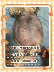 梦见狗生娃，事业财运有暗示（梦见家里狗狗生小狗）