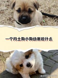狗狗吃鸡蛋体味重？原因与改善方法（小狗经常吃鸡蛋体味大吗）
