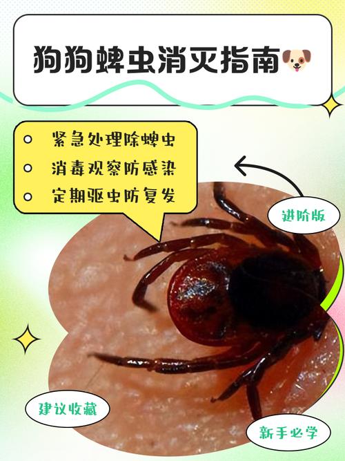 狗狗掉毛多？蜱虫饮食都可能导致！（有蜱虫会造成狗狗掉毛严重吗）