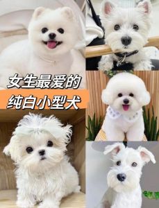 预算友好又省心（小型宠物狗哪种好养又聪明）