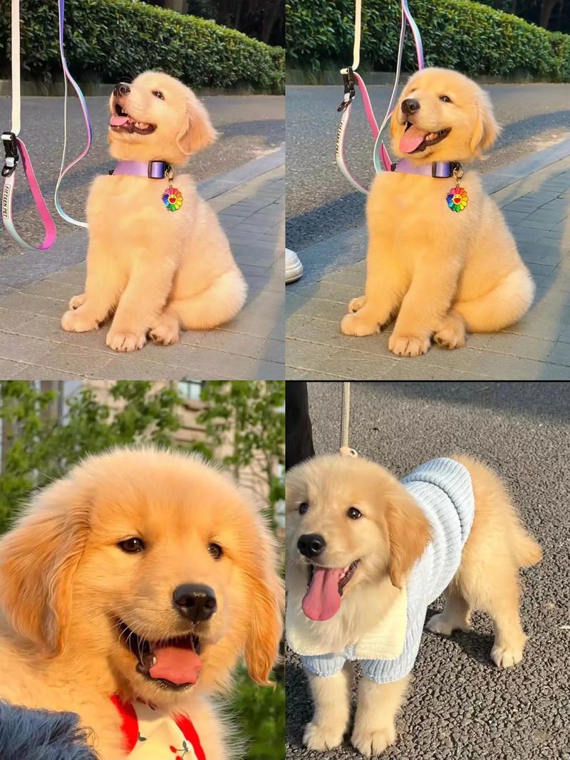 金毛犬聪明又忠诚,是理想伴侣犬(金毛狗狗智商) 金毛犬聪明又忠诚,是理想伴侣犬(金毛狗狗智商)